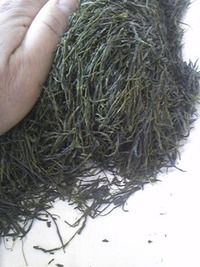 茶手揉み 2012/04/13 12:29:54