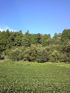秋整枝もやっと終わりました
