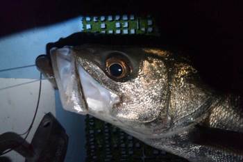 昨夜のちょっとガチ釣行釣果