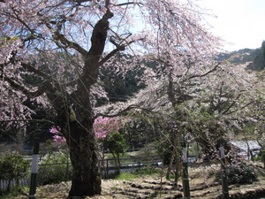 桜～花桃へ・・・