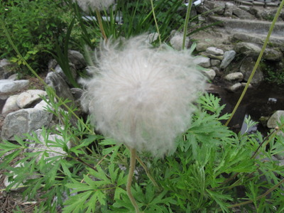おきな草