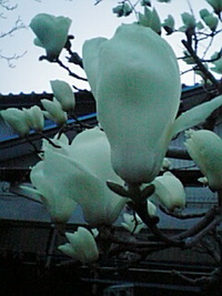 今朝の花 2008/03/17 21:25:52