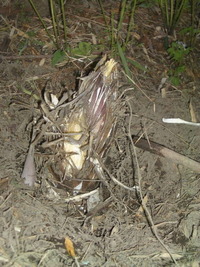 猿め（怒怒） 2011/05/06 01:39:03