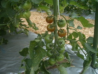 出番間近 2011/06/21 13:12:07