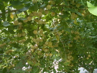 なりすぎでは？ 2011/10/03 13:05:52
