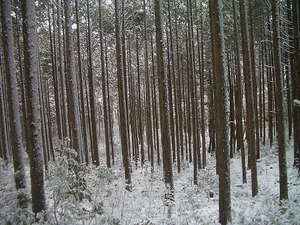 春ですか？幹の雪！