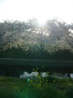 桜満開