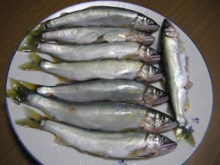 初鮎