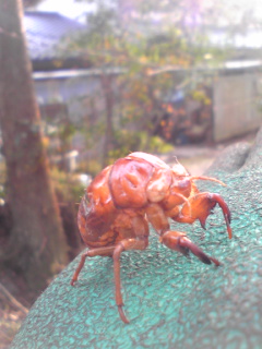 ゅるく〜が今回のﾃｰﾏ♪