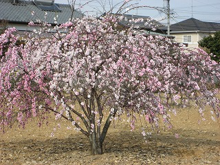 花桃満開