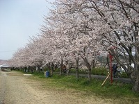 桜満開 2009/04/03 23:53:11