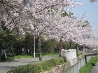桜花 2009/04/07 22:26:01