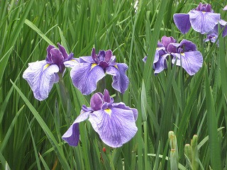 花菖蒲