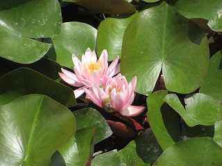 花菖蒲