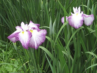花菖蒲