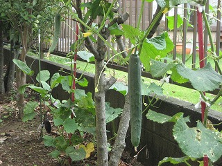 半坪の家庭菜園