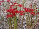庭の彼岸花