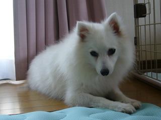 書と供に犬を飼う　「犬を飼う」　編