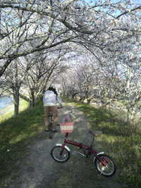 サイクリング★お花見 2010/03/29 17:21:12