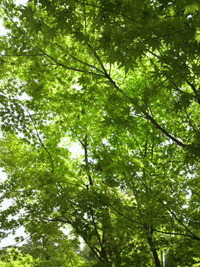 森林浴＆ティータイム 2010/04/26 20:09:33
