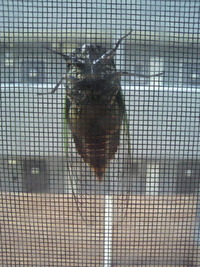 セミ★ 2010/07/05 08:26:38