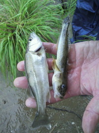 雨なのに… 2010/07/11 13:56:45
