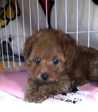 トイプードルがやってきた！ 2009/11/17 18:38:21