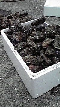 浜名湖の牡蠣 2009/03/07 13:07:26