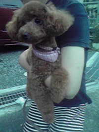 今日のココア 2010/09/13 18:26:49
