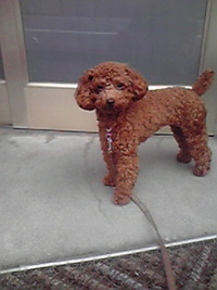 Cocoa 正面ショット 2010/10/18 23:19:32