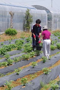 雑草取り