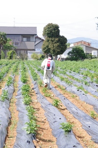 雑草取り