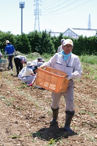 芋掘り
