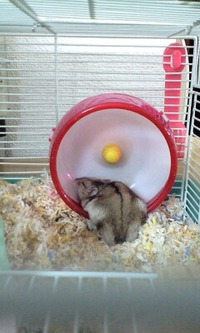 オレ様ちゃん 2012/02/09 23:01:23