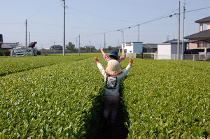 新茶☆ＤＭ