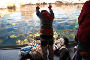 海遊館☆北極星