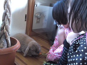 チャイくん♪