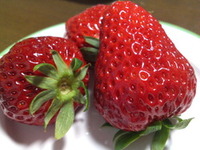 完熟☆紅ほっぺ 2012/01/25 09:13:07