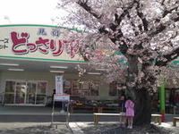 桜~