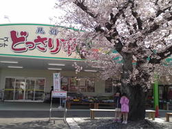 桜~