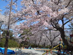 お花見