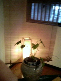 Fw:  2006/01/08 19:09:28