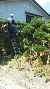 イヌマキ 2012/09/12 11:59:43