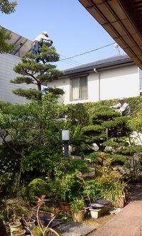 そろそろ時期ですよ 2013/05/22 16:03:21