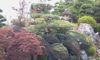 松のみどり（芽）つみ 2013/06/08 16:11:30