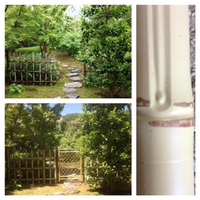 フェイクなのに芽がある！ 2013/05/07 12:37:38