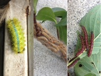 よく見る毛虫たち 2012/09/07 12:55:59