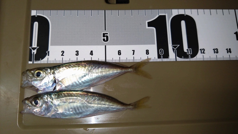 25浜名湖でサビキ