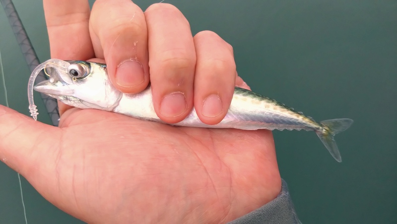 25浜名湖でルアー