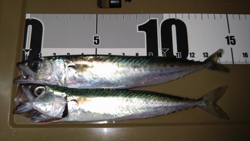 25浜名湖でサビキ